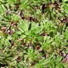 Solana wall mural from HD Walls Biophilic Design Collection