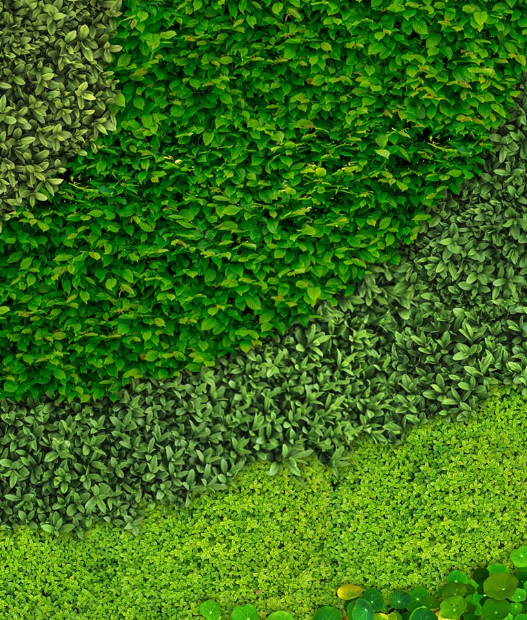 Helix wall mural from HD Walls Biophilic Design Collection