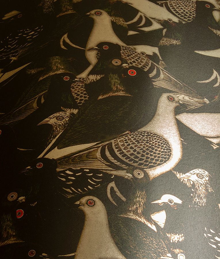 Rock Dove - Image 3